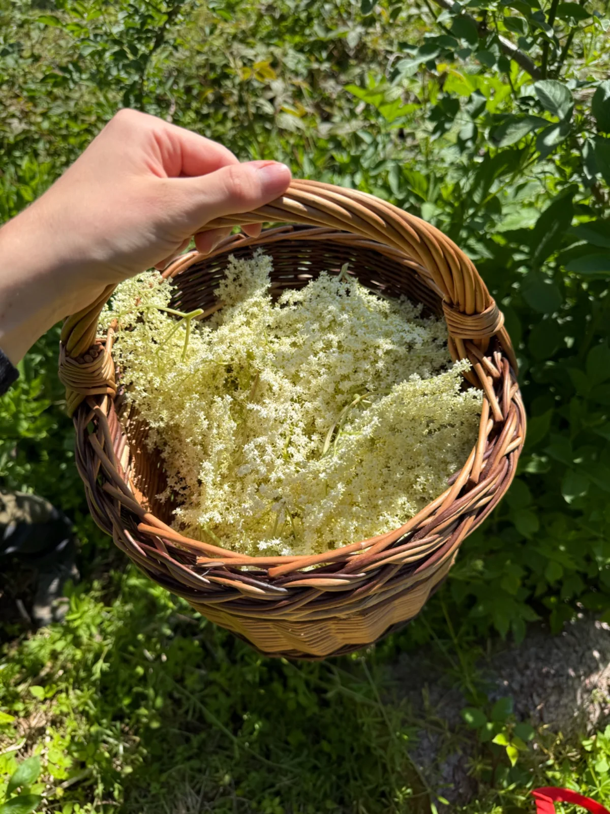 Holunderblüten Sirup